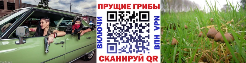 Псилоцибиновые грибы Magic Shrooms  наркота  Кашира 